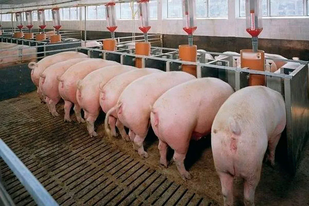 свиньи с комплекса оптом в Оренбурге и Оренбургской области