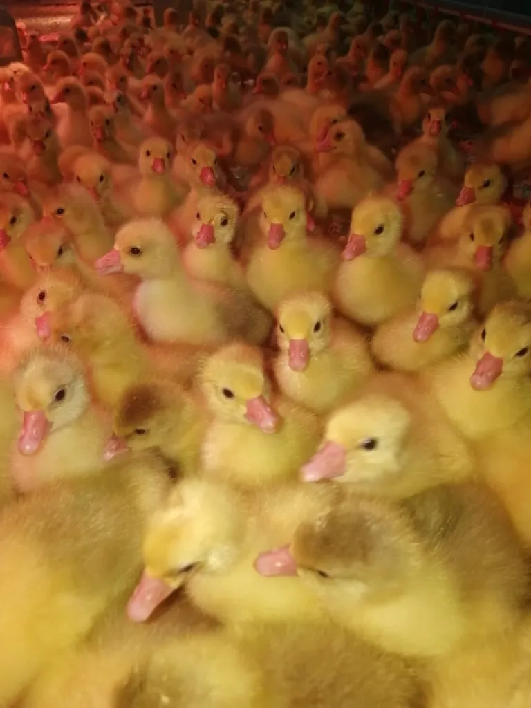 подрощенные цыплята, утята оптом  в Оренбурге