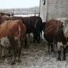 коровы глубоко стельные в Оренбурге