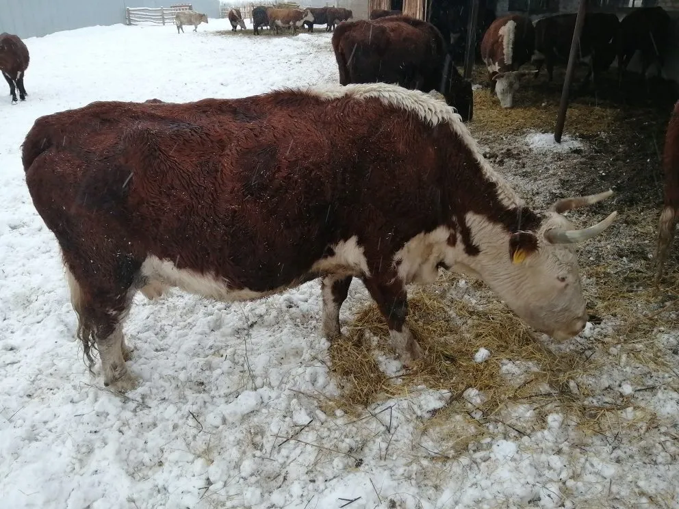 коровы глубоко стельные в Оренбурге 4