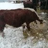 коровы глубоко стельные в Оренбурге 4