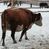 коровы глубоко стельные в Оренбурге 3