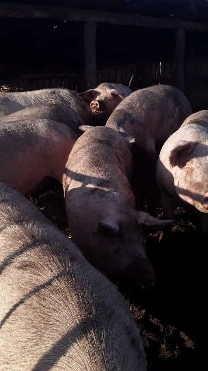 закуп свиней в Оренбурге и Оренбургской области