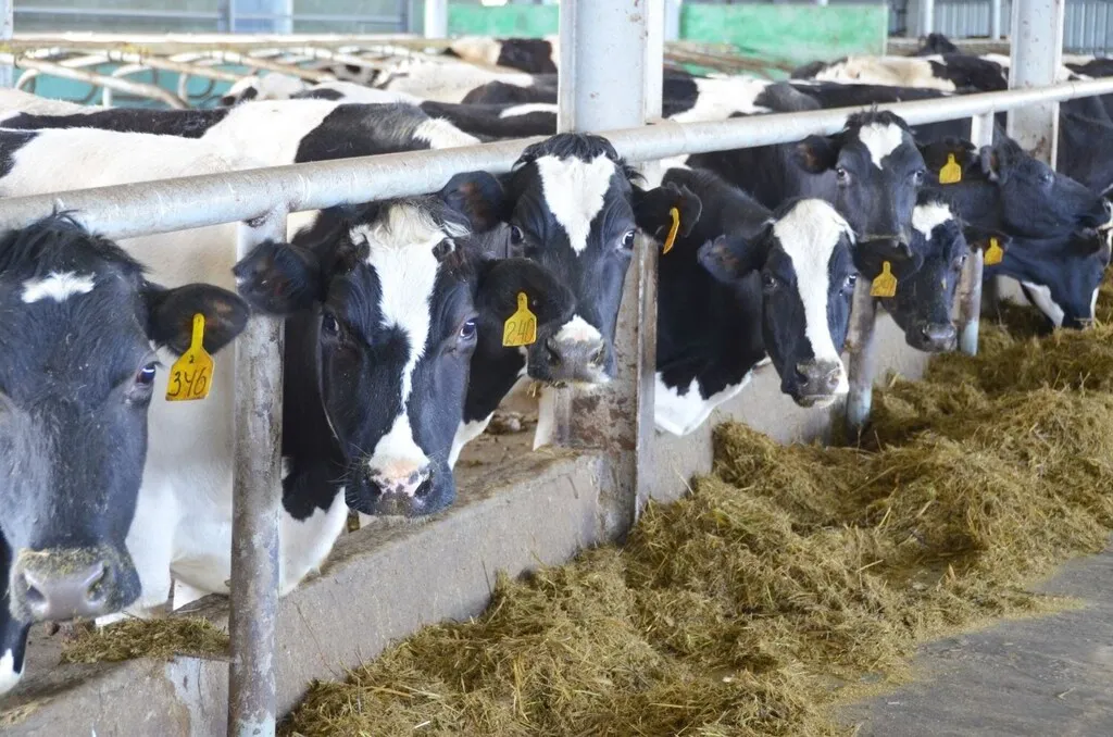коровы черно-пестрой породы в Оренбурге