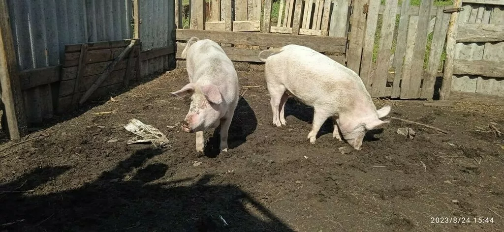 свинья в Оренбурге и Оренбургской области