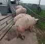мясо свинина жирная в полутушах  в Оренбурге и Оренбургской области 5