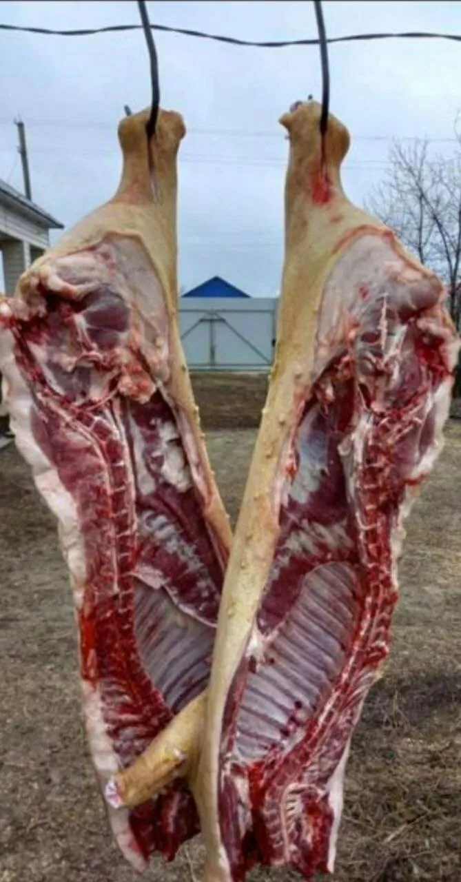 мясо свинина жирная в полутушах  в Оренбурге и Оренбургской области 4