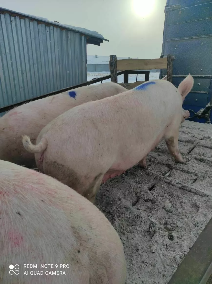 свиньи, свиноматки,  поросята (оптом) в Оренбурге и Оренбургской области 3