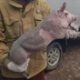 свиньи, свиноматки,  поросята (оптом) в Оренбурге и Оренбургской области 8