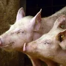 В Оренбуржье ищут нарушителей, выбросивших больных чумой свиней