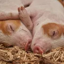 В Оренбургской области нашли 15 домашних свиней, погибших от АЧС