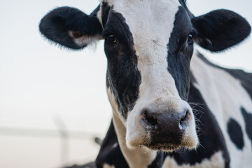 Россельхознадзор: В Оренбуржье зафиксирован бруцеллез крупного рогатого скота 