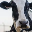 Россельхознадзор: В Оренбуржье зафиксирован бруцеллез крупного рогатого скота
