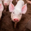 Россельхознадзор сообщил о риске заноса в Оренбуржье чумы свиней