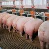 свиньи с комплекса оптом в Оренбурге и Оренбургской области 3
