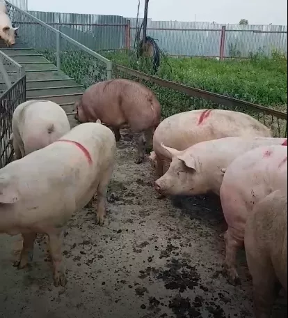 свиньи с комплекса оптом в Оренбурге и Оренбургской области 2