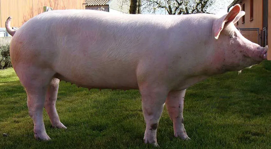 деревенских свиней на мясо в Оренбурге 2