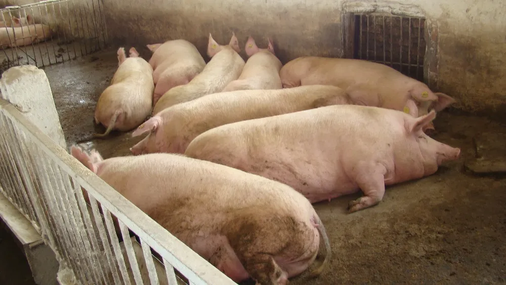 фотография продукта деревенских свиней на мясо