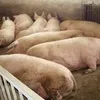 деревенских свиней на мясо в Оренбурге