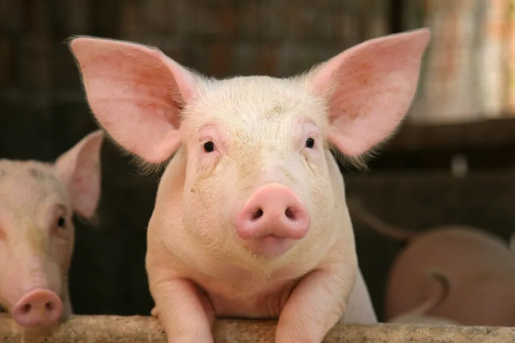 свиней, КРС на мясо в Оренбурге