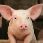 свиней, КРС на мясо в Оренбурге