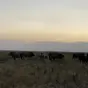 быки живым весом в Оренбурге и Оренбургской области 2