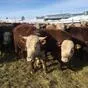быки живым весом в Оренбурге и Оренбургской области