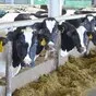 коровы черно-пестрой породы в Оренбурге