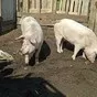 свинья в Оренбурге и Оренбургской области