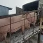 мясо свинина жирная в полутушах  в Оренбурге и Оренбургской области 8