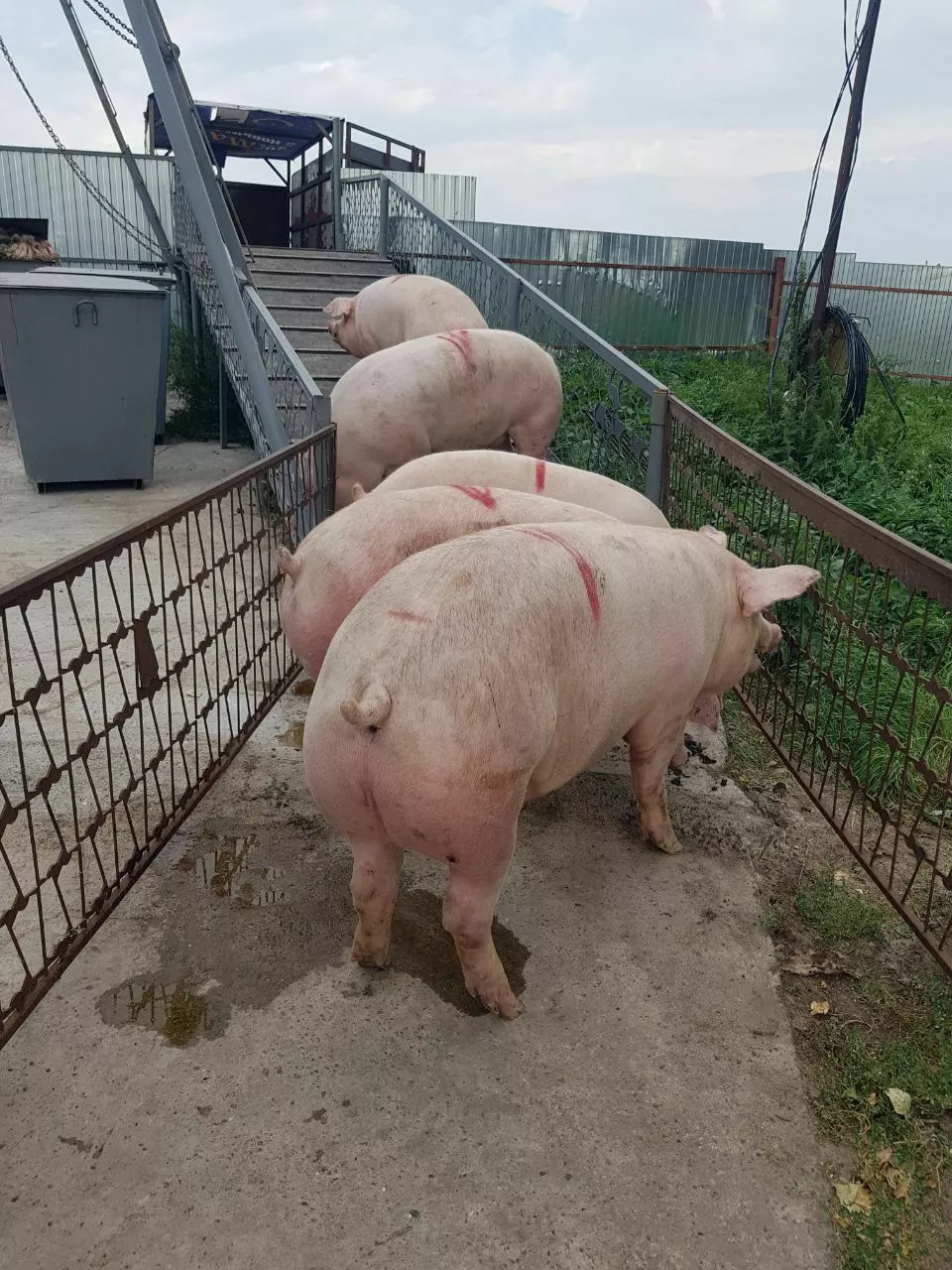 мясо свинина жирная в полутушах  в Оренбурге и Оренбургской области 5