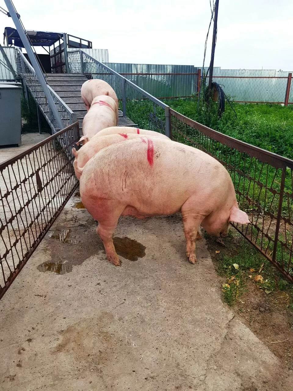 мясо свинина жирная в полутушах  в Оренбурге и Оренбургской области 3