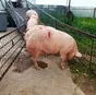 мясо свинина жирная в полутушах  в Оренбурге и Оренбургской области 3