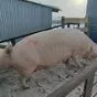 свиньи, свиноматки,  поросята (оптом) в Оренбурге и Оренбургской области 10