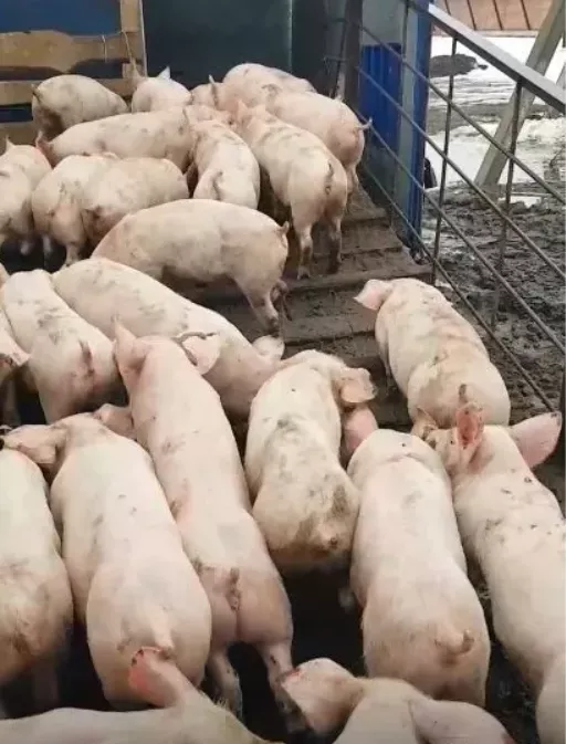 свиньи, свиноматки,  поросята (оптом) в Оренбурге и Оренбургской области 7