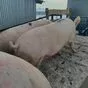 свиньи, свиноматки,  поросята (оптом) в Оренбурге и Оренбургской области 3