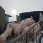 свиньи, свиноматки,  поросята (оптом) в Оренбурге и Оренбургской области 6