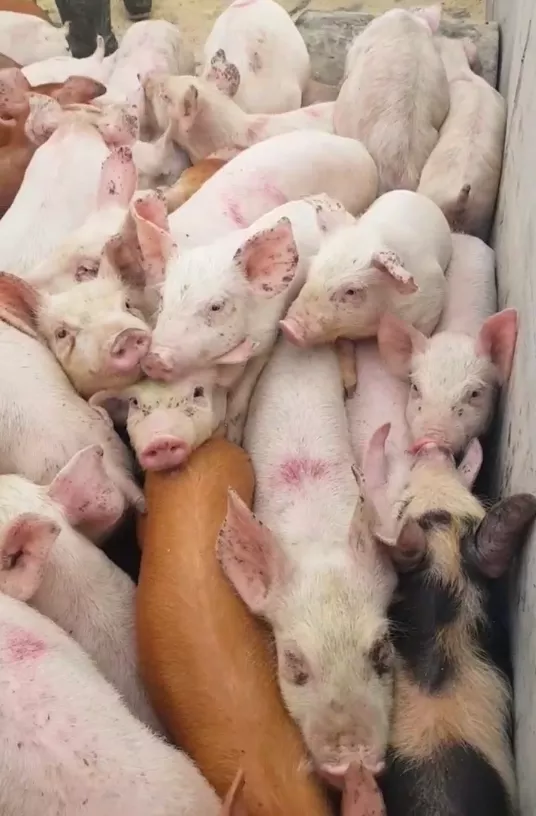 свиньи, свиноматки,  поросята (оптом) в Оренбурге и Оренбургской области