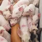 свиньи, свиноматки,  поросята (оптом) в Оренбурге и Оренбургской области