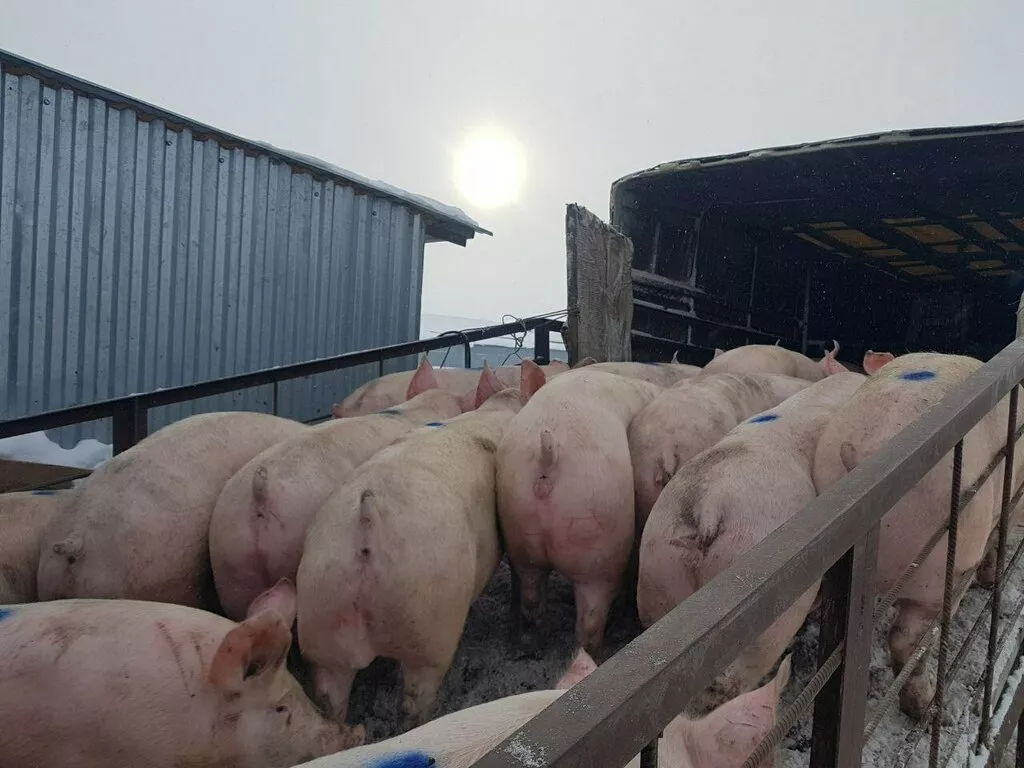 свиньи, свиноматки, поросята с комплекса в Оренбурге и Оренбургской области 8