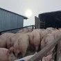 свиньи, свиноматки, поросята с комплекса в Оренбурге и Оренбургской области 9