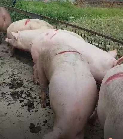 свиньи, свиноматки, поросята с комплекса в Оренбурге и Оренбургской области 8