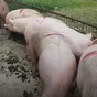 свиньи, свиноматки, поросята с комплекса в Оренбурге и Оренбургской области 7