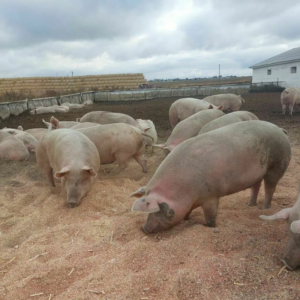 свиньи, свиноматки, поросята с комплекса в Оренбурге и Оренбургской области 6