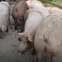 свиньи, свиноматки, поросята с комплекса в Оренбурге и Оренбургской области 6