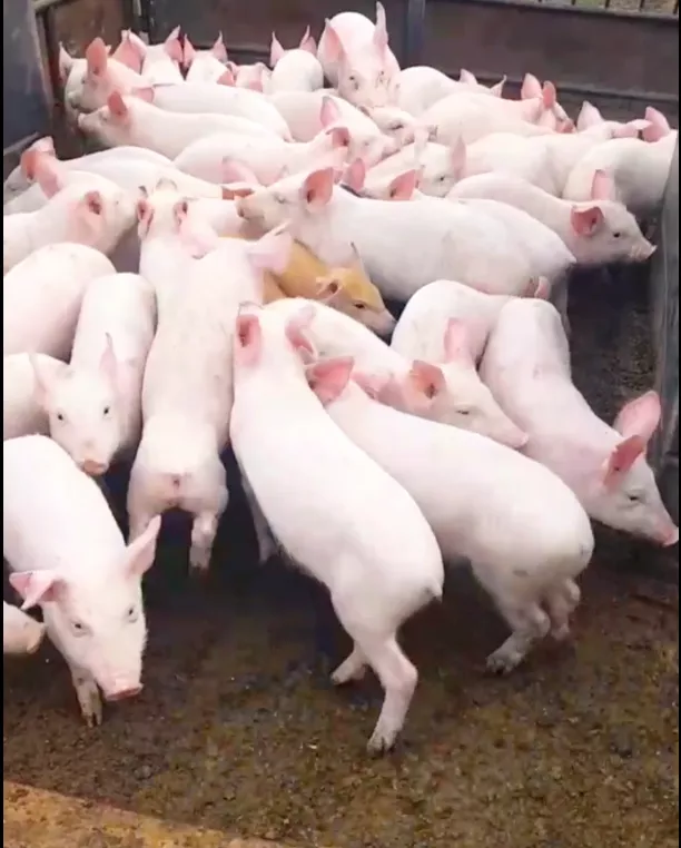 свиньи, свиноматки, поросята с комплекса в Оренбурге и Оренбургской области 5