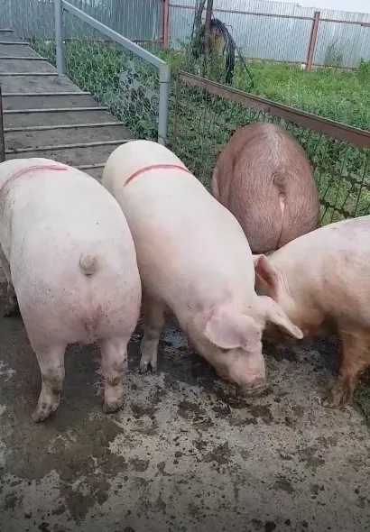 свиньи, свиноматки, поросята с комплекса в Оренбурге и Оренбургской области 4