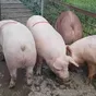 свиньи, свиноматки, поросята с комплекса в Оренбурге и Оренбургской области 3