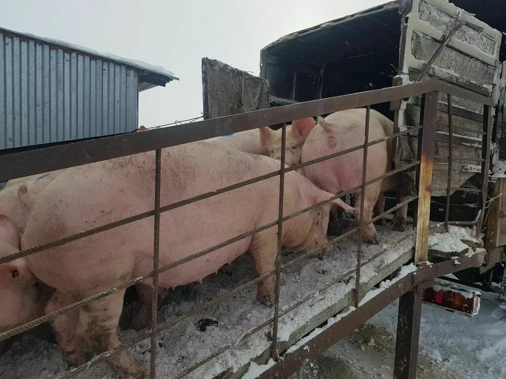свиньи, свиноматки, поросята с комплекса в Оренбурге и Оренбургской области 2