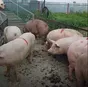свиньи, свиноматки, поросята с комплекса в Оренбурге и Оренбургской области 2